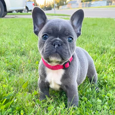 Breathe Easy: Helping Your French Bulldog Overcome Breathing Challenges