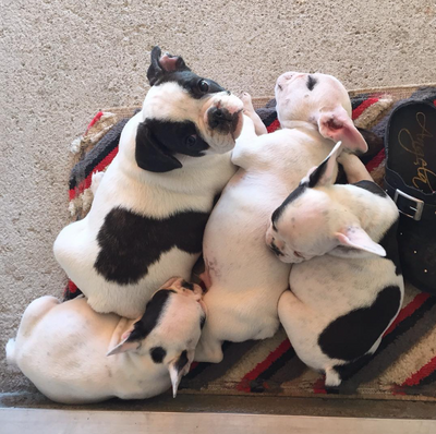 Understanding and Managing Breathing Problems in French Bulldogs