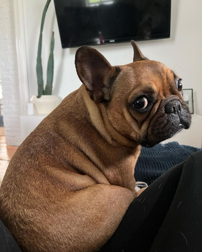 Comprehensive Care for French Bulldogs: Addressing Common Health Challenges